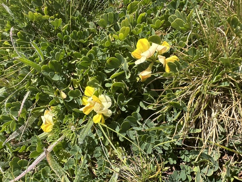 Coronilla orientalis, photograph 2
