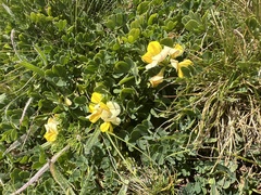 Katrin Simon, CC BY, iNaturalist via GBIF Coronilla orientalis, photograph Katrin Simon, CC BY, iNaturalist via GBIF