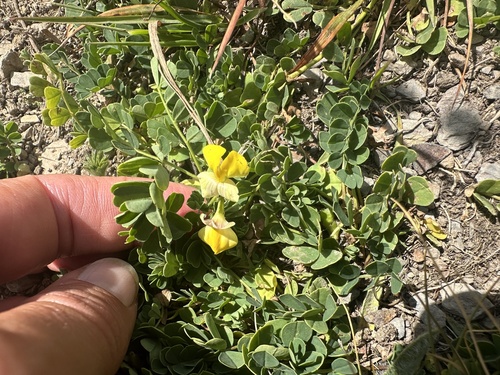 Coronilla orientalis, photograph 3