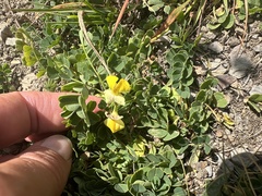Katrin Simon, CC BY, iNaturalist via GBIF Coronilla orientalis, photograph Katrin Simon, CC BY, iNaturalist via GBIF