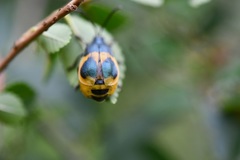 Monocesta ducalis