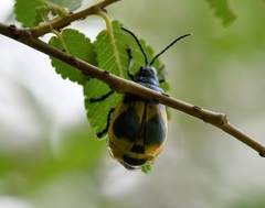 Monocesta ducalis
