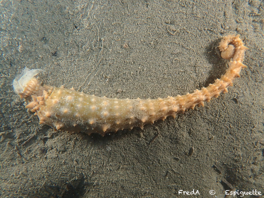 Pontobdella muricata