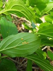 Puccinia coronata