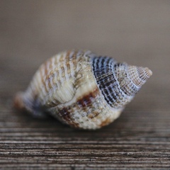 Cancellaria reticulata