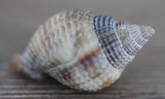 Cancellaria reticulata