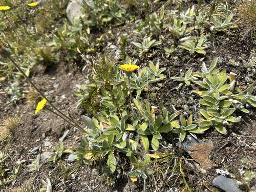 chlpánik obyčajný (Pilosella officinarum)