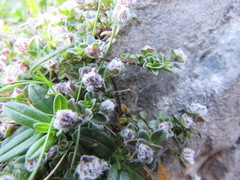 Aceria thomasi