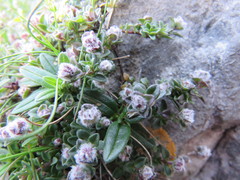 Aceria thomasi