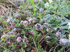 Aceria thomasi
