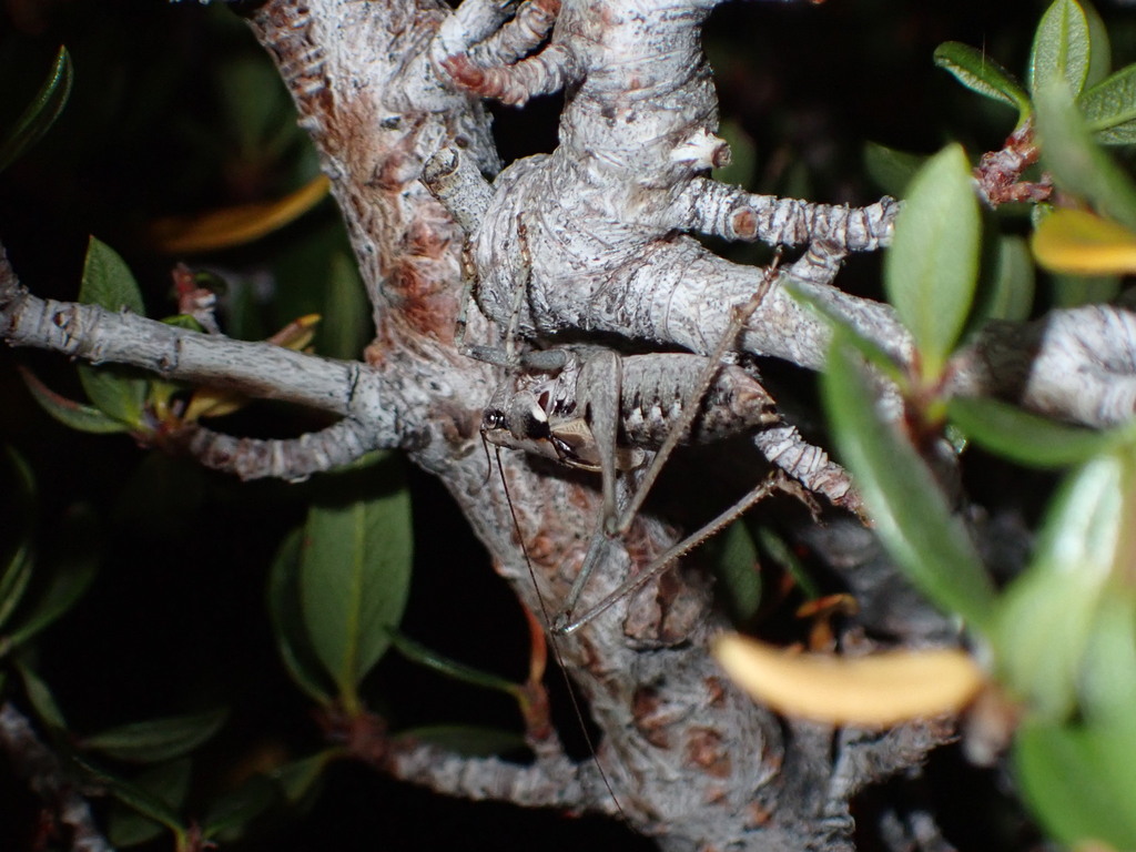 Pretty-thigh Shieldback