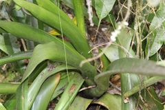 Tillandsia denudata