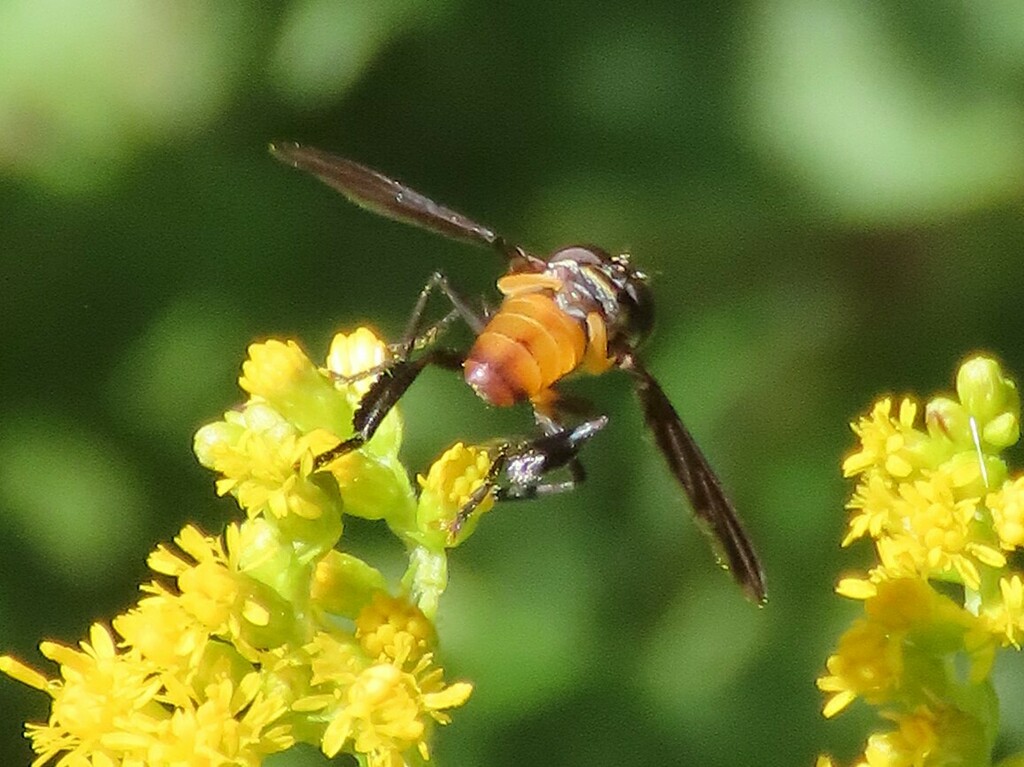Swift Feather-legged Fly from Fitzgerald Rd, Burdett, NY 14818, USA on ...