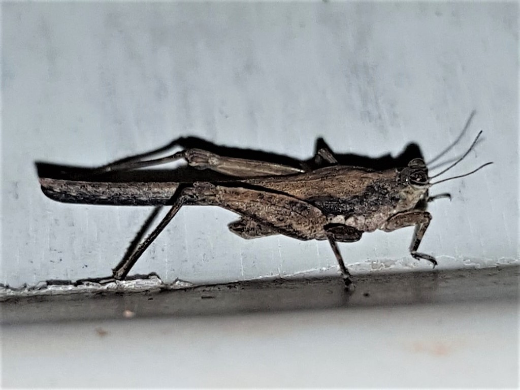 Danielatettix caudatus