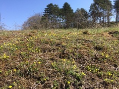 Potentilla verna