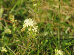 Galium sterneri