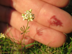 Galium sterneri