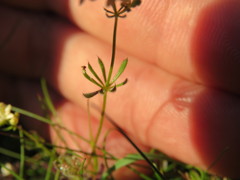 Galium sterneri