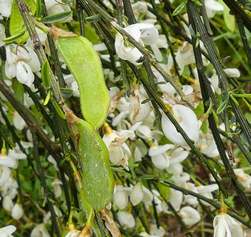 white Spanish broom