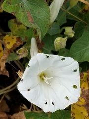 Calystegia macrostegia amplissima