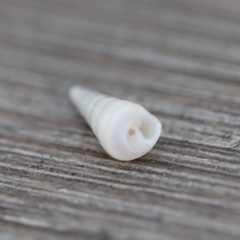 Turritella