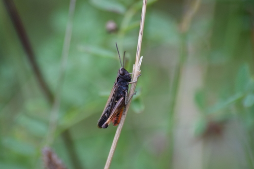 Omocestus rufipes