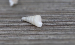 Turritella