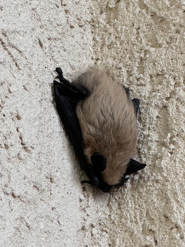 Mouse-eared Bats photographed in Wyoming
