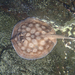 Leopard Round Stingray - Photo (c) keesgroenendijk, some rights reserved (CC BY-SA), uploaded by keesgroenendijk