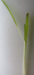Halodule uninervis