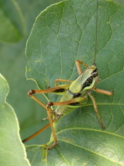 Eupholidoptera schmidti