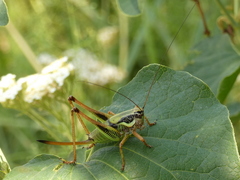Eupholidoptera schmidti