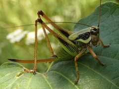 Eupholidoptera schmidti