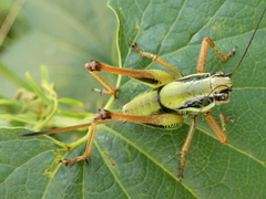 Eupholidoptera schmidti
