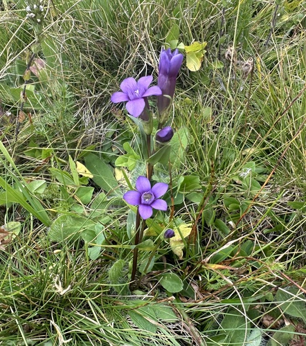 Gentianella caucasea, photograph 3