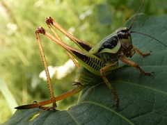 Eupholidoptera schmidti