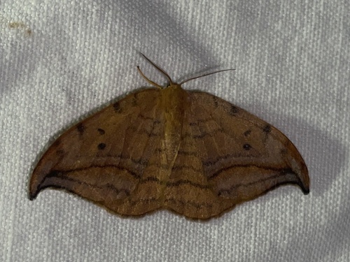 Drepana curvatula