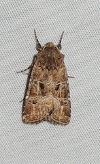 Lacinipolia spiculosa