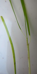 Halodule uninervis