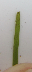 Halodule uninervis