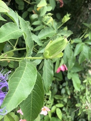 Passiflora incarnata × cincinnata