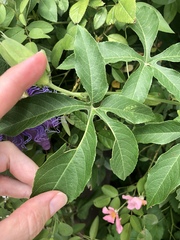 Passiflora incarnata × cincinnata