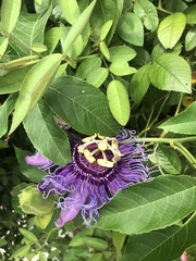 Passiflora incarnata × cincinnata