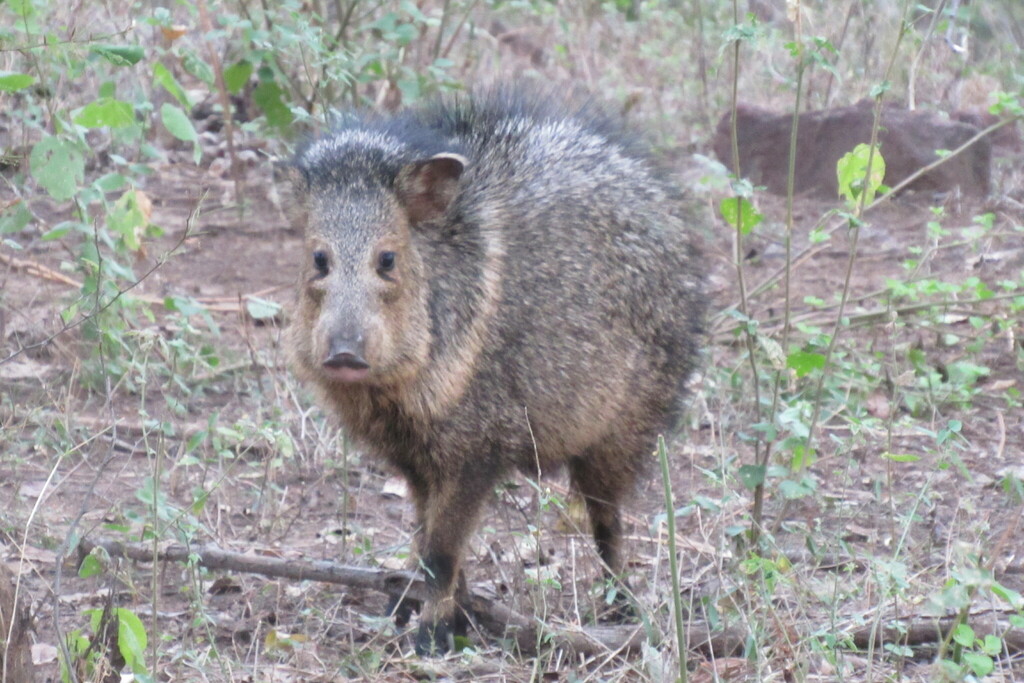 Pacific Javelina