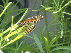 Danaus plexippus