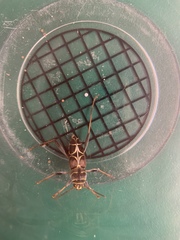 Neoclytus scutellaris