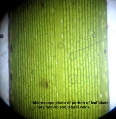 Halodule uninervis