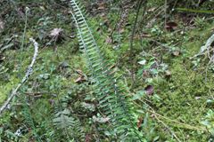 Pecluma hygrometrica