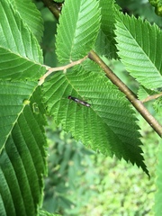 Rainieria