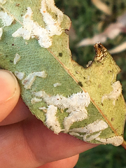 Eucalyptolyma maideni